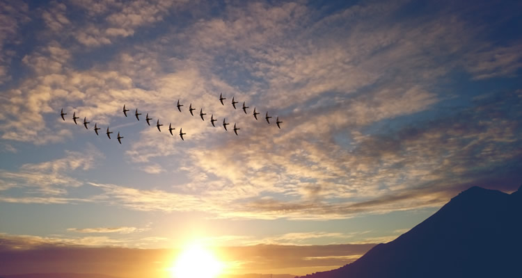 Fotografar gaivotas… um sonho realizado ♥