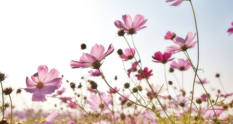 Flortografando: mais perfume e beleza num click