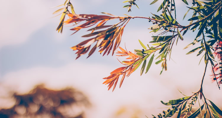 Final de semana de outono