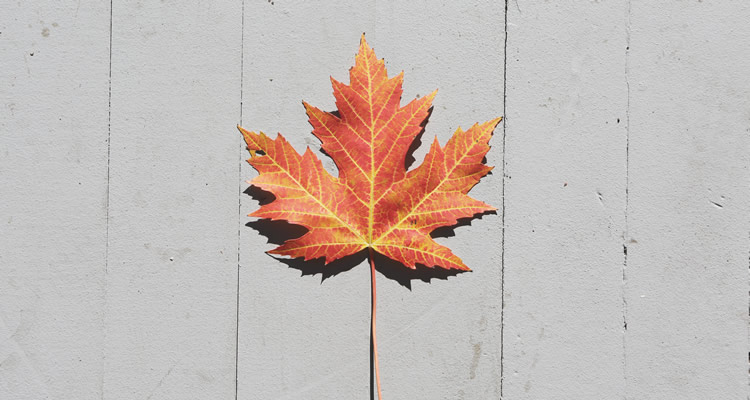 Desenho ou Fotografia