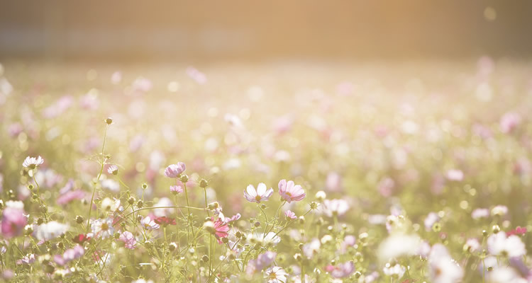 Kit de lentes para celular