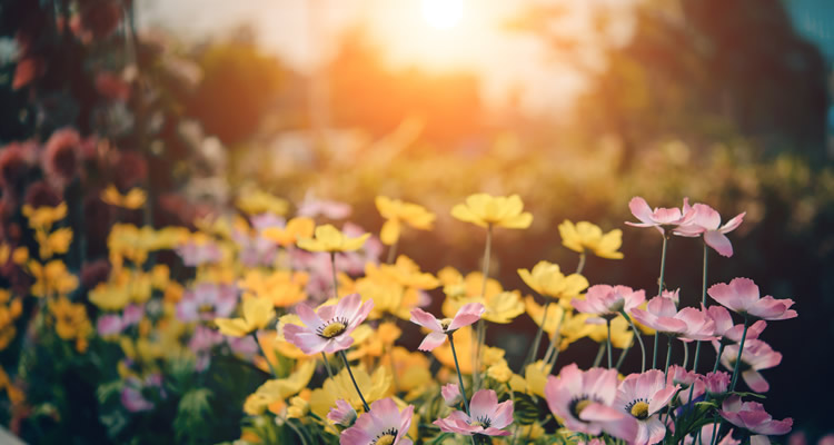 Como Fazer Jardim de Inverno de um Jeito Diferente