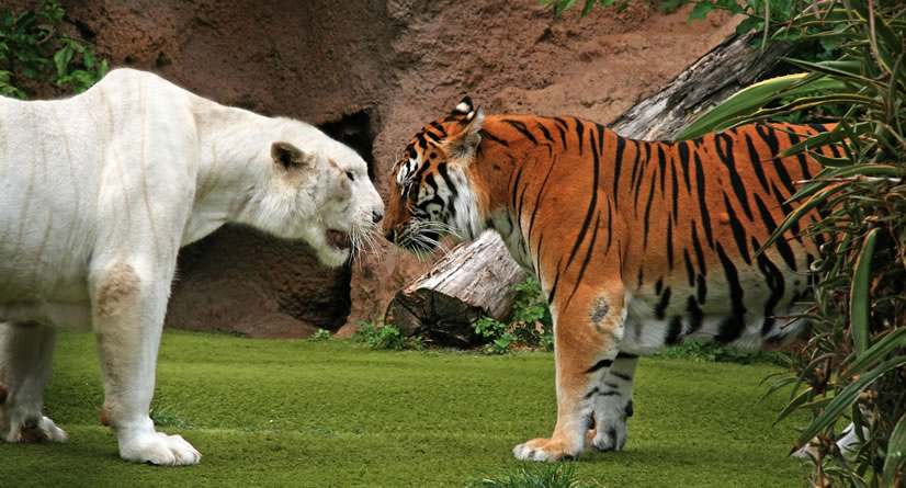 Loro Parque