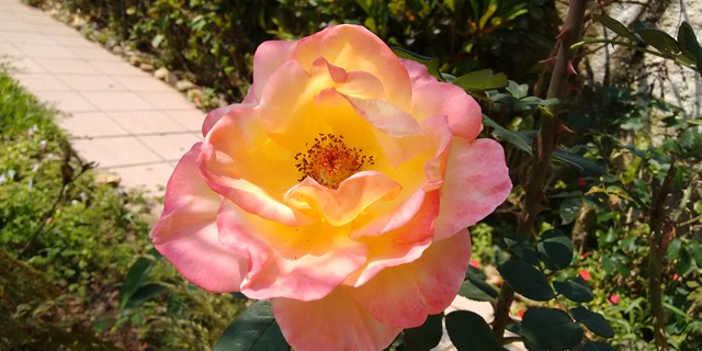 Rosas