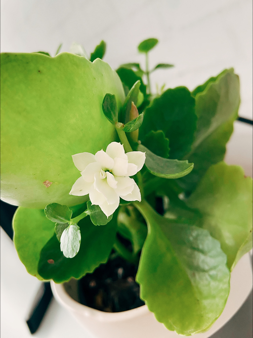 Mãe de plantas