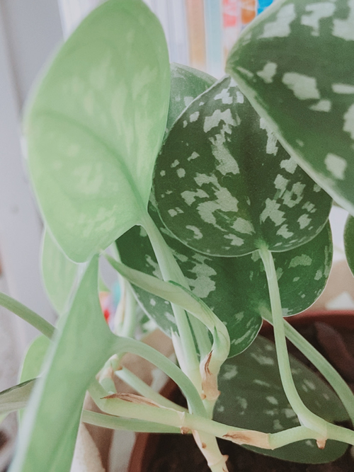 Plantinhas