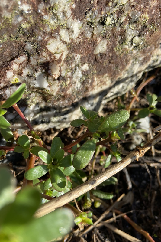 natureza