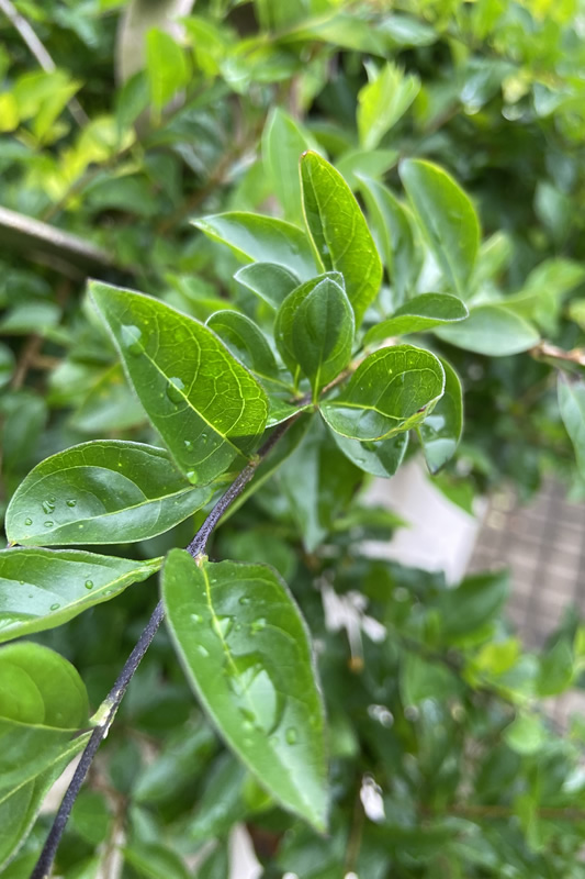 orvalho nas plantas
