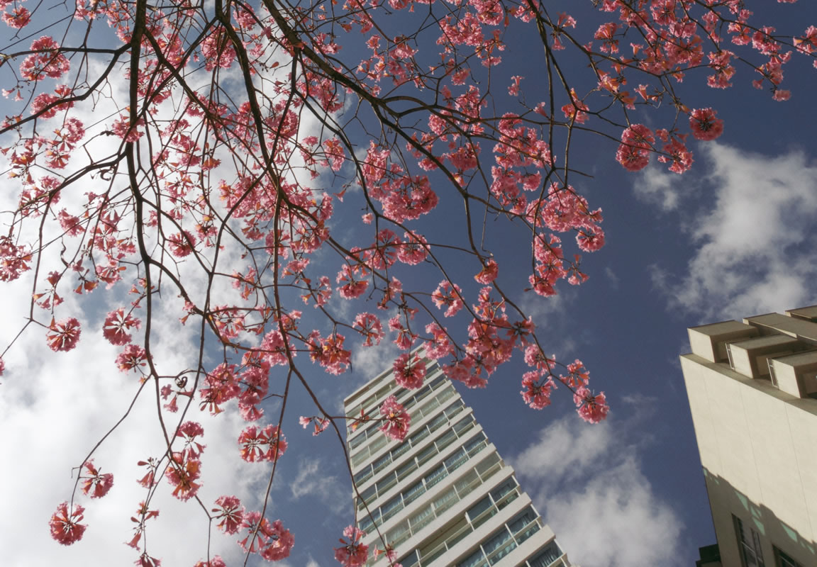 céu cheio de flores