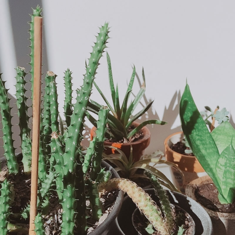 plantinhas