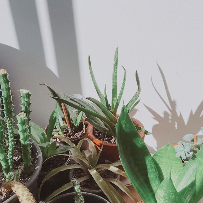 plantinhas no sol